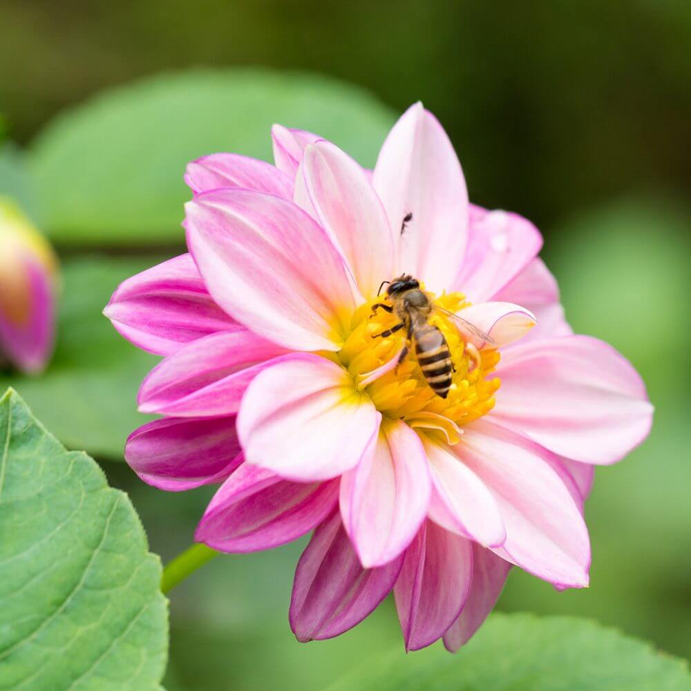 ZorgAccent_roze_bloem_bij